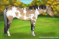 Horse Color:White Spotted Buckskin Dun 
