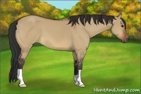 Horse Color:Bay Dun