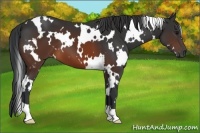 Horse Color:White Spotted Brown