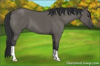 Horse Color:Grullo 