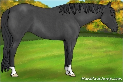 Horse Color:Blue Roan