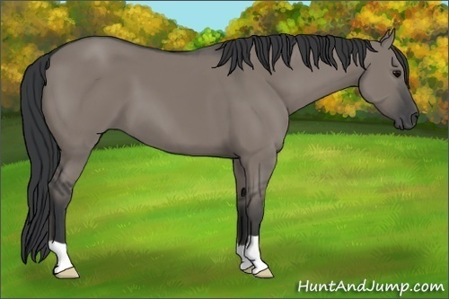 Horse Color:Grullo 