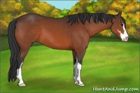 Horse Color:Bay Sabino 