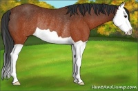 Horse Color:Brown Splash Rabicano