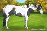 Horse Color:Black Sabino Tobiano Rabicano 