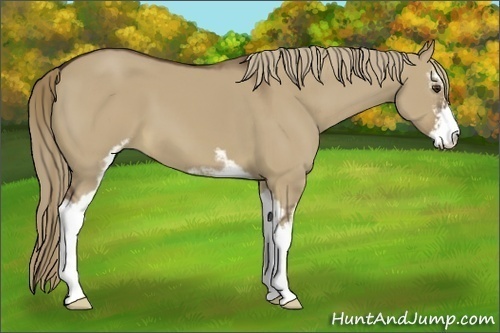Horse Color:Liver Red Dun Sabino