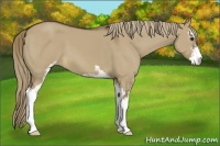 Horse Color:Liver Red Dun Sabino 