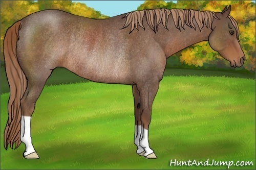 Horse Color:Liver Red Roan Rabicano