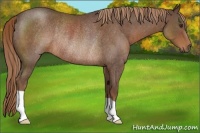 Horse Color:Liver Red Roan Rabicano 