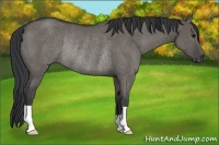Horse Color:Grullo Rabicano 