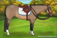 Horse Color:Bay Dun 