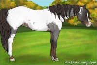 Horse Color:Liver Chestnut Sabino Splash Appaloosa  and Liver Red Roan Splash Appaloosa 