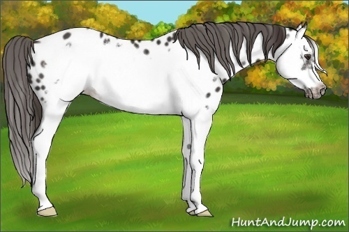 Horse Color:Liver Chestnut Splash Frame Appaloosa 