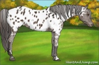 Horse Color:White Spotted Liver Chestnut Appaloosa 