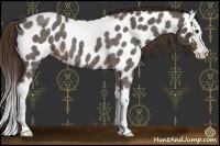 Horse Color:Liver Red Roan Sabino Splash Near Leopard