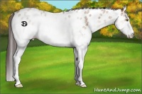 Horse Color:White Spotted Amber Champagne Appaloosa 