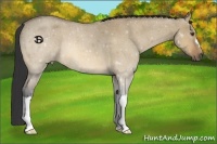 Horse Color:Buckskin Roan Dun