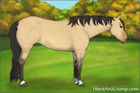 Horse Color:Bay Dun