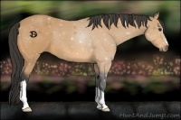 Horse Color:Buckskin 