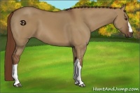 Horse Color:Red Dun 