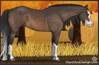 Horse Color:Buckskin Sabino Splash
