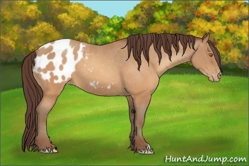 Horse Color:Sable Champagne Appaloosa 