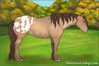 Horse Color:Sable Champagne Appaloosa 