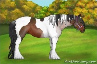 Horse Color:Bay Tobiano 
