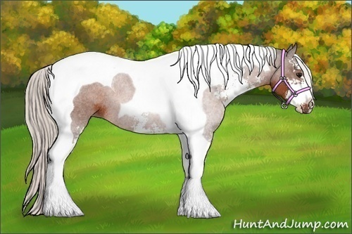 Horse Color:Silver Bay Sabino Tobiano Rabicano