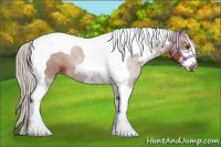 Horse Color:Silver Bay Sabino Tobiano Rabicano