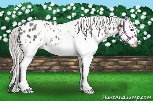Horse Color:White Spotted Silver Black Splash Near Leopard