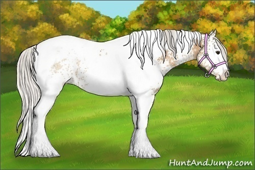 Horse Color:White Spotted Silver Buckskin Tobiano 
