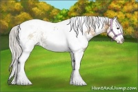 Horse Color:White Spotted Silver Buckskin Tobiano 
