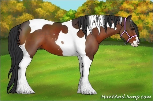 Horse Color:Bay Sabino Tobiano 