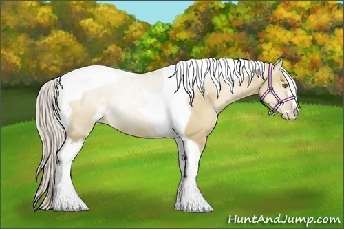 Horse Color:Silver Grullo Pearl Sabino Tobiano Rabicano 