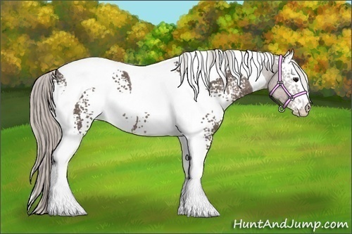 Horse Color:White Spotted Silver Black Tobiano 