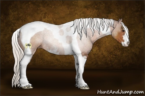 Horse Color:Silver Bay Sabino Tobiano Rabicano 