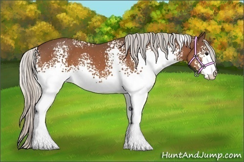Horse Color:White Spotted Silver Bay
