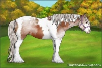 Horse Color:Silver Bay Sabino Tobiano