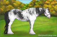 Horse Color:White Spotted Black 