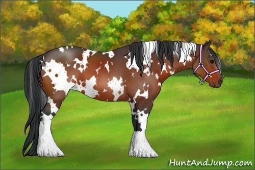 Horse Color:White Spotted Bay 