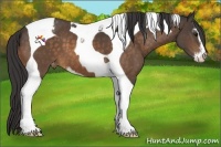 Horse Color:Buckskin Sabino Tobiano Appaloosa 