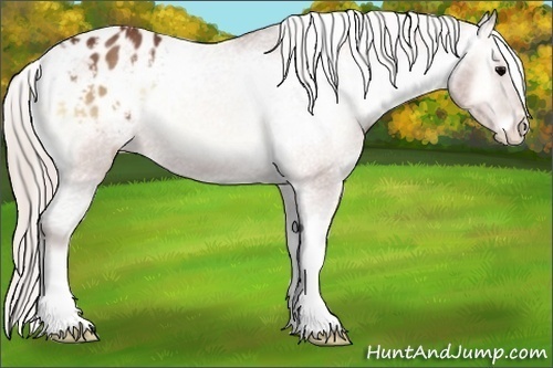 Horse Color:Silver Brown Onyx Appaloosa