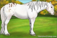 Horse Color:Silver Brown Onyx Appaloosa 