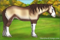 Horse Color:Red Onyx Sabino Splash