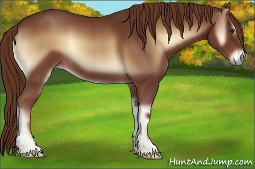 Horse Color:Red Onyx 