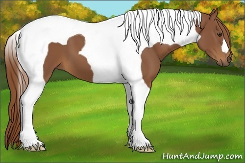 Horse Color:Chestnut Tobiano