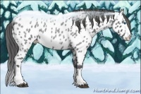 Horse Color:Blue Ice Roan Splash Frame Near Leopard 