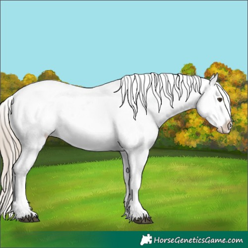 Horse Color:Liver Red Onyx Appaloosa