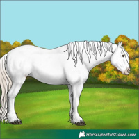 Horse Color:Liver Red Onyx Appaloosa 